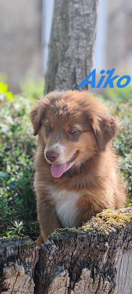 Du clos holy land - Chiots disponibles - Berger Australien