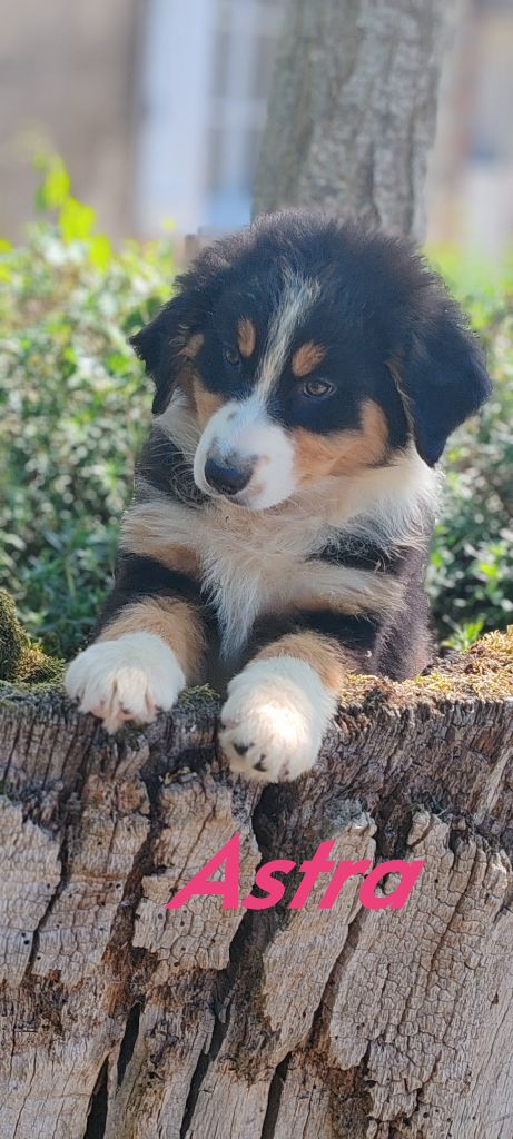 Du clos holy land - Chiots disponibles - Berger Australien