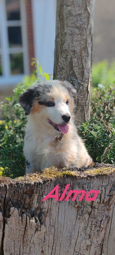 Du clos holy land - Chiots disponibles - Berger Australien