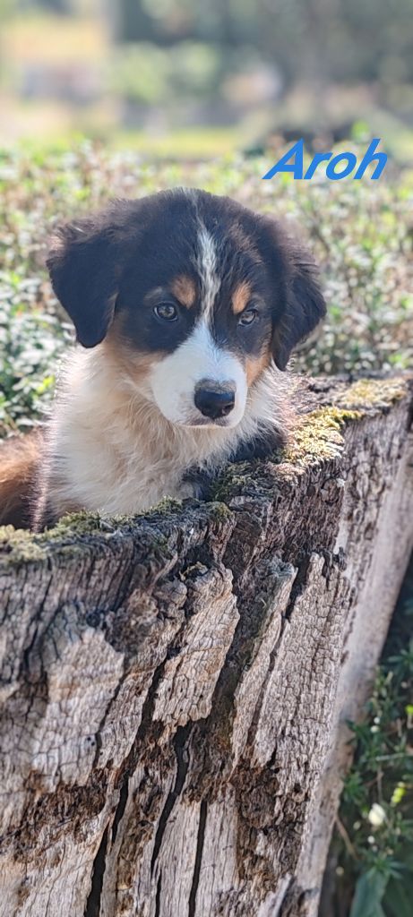 Du clos holy land - Chiots disponibles - Berger Australien