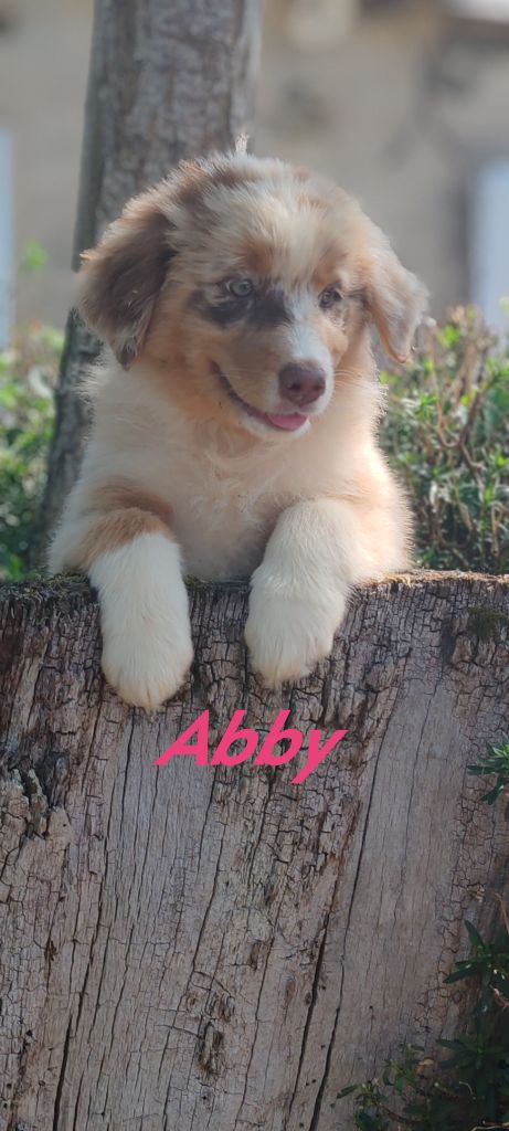 Du clos holy land - Chiots disponibles - Berger Australien